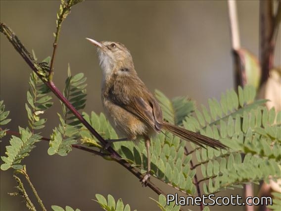 Tawny-flanked Prinia (Prinia subflava) ssp pallescens