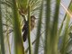 Savi's Warbler (Locustella luscinioides)