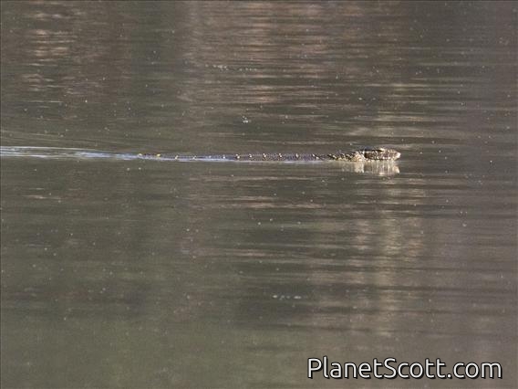Nile Monitor Lizard (Varanus niloticus)