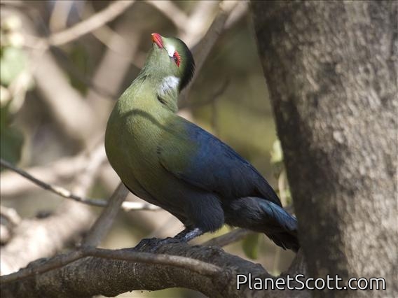 White-cheeked Turaco (Tauraco leucotis)
