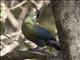 White-cheeked Turaco (Tauraco leucotis)