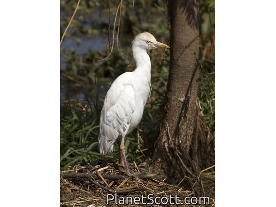 Western Cattle Egret (Bubulcus ibis)