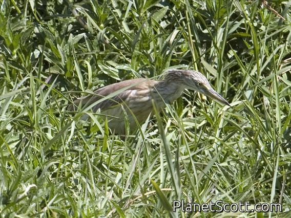 Little Heron (Butorides atricapilla)
