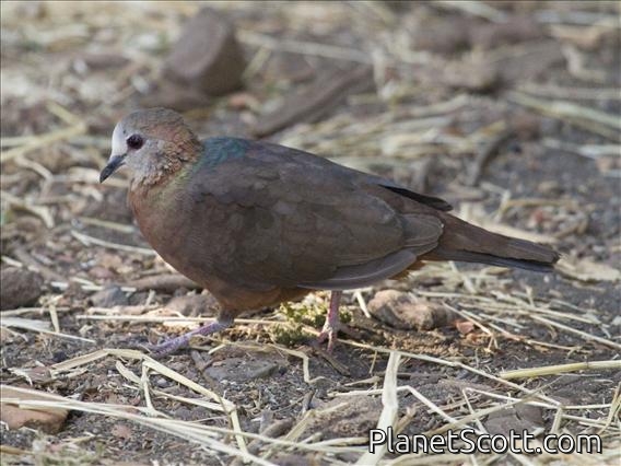 Lemon Dove (Columba larvata)
