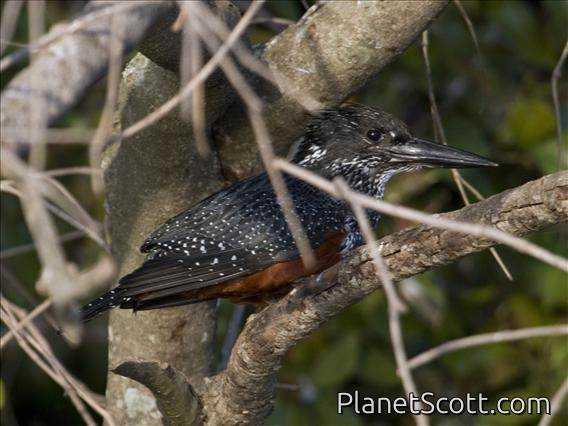 Giant Kingfisher (Megaceryle maxima)