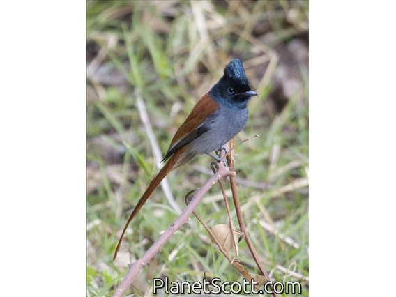 African Paradise-Flycatcher (Terpsiphone viridis) - Female