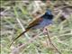African Paradise-Flycatcher (Terpsiphone viridis) - Female