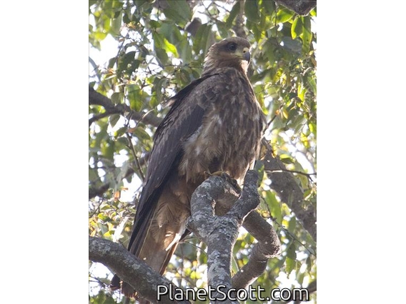 Black Kite (Milvus migrans)