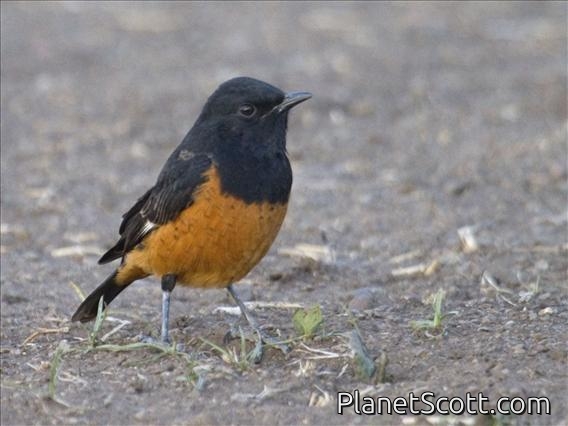 White-winged Cliff-Chat (Thamnolaea semirufa)