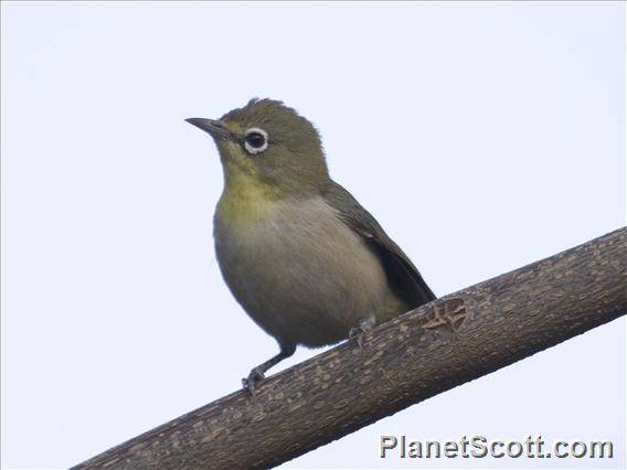White-breasted White-eye (Zosterops abyssinicus)