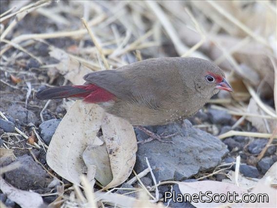 Red-billed Firefinch (Lagonosticta senegala) - Female