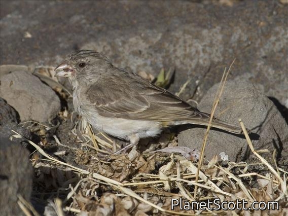 Yellow-rumped Serin (Crithagra xanthopygia)