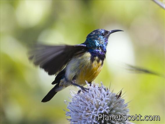 Variable Sunbird (Nectarinia venusta)