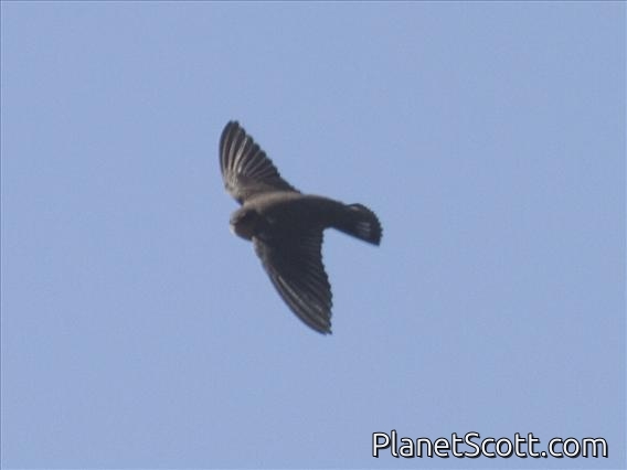 Pale-breasted Crag-Martin (Hirundo obseleta)
