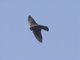 Pale-breasted Crag-Martin (Hirundo obseleta)