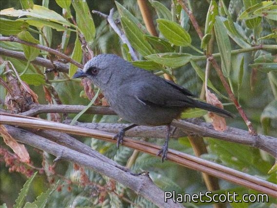 Abyssinian Catbird (Parophasma galinieri)