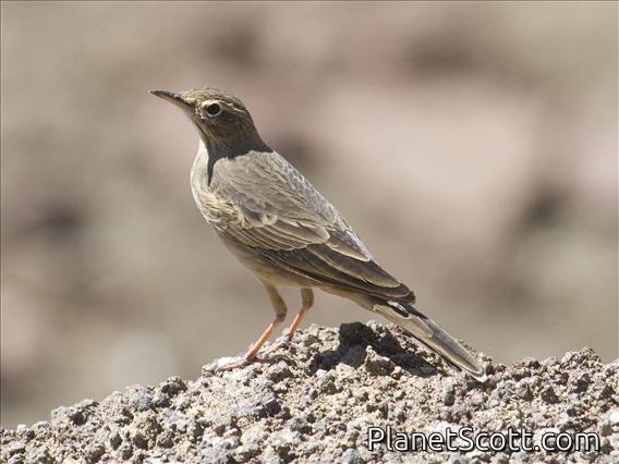 Long-billed Pipit (Anthus similis)