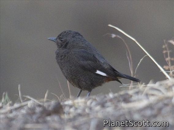 White-winged Cliff-Chat (Thamnolaea semirufa) - Female