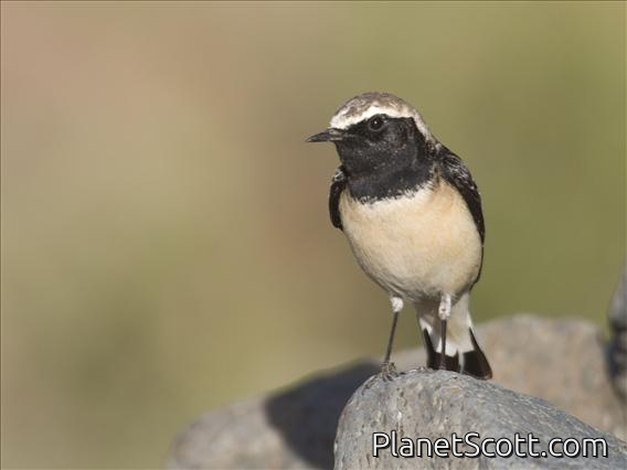 Pied Wheatear (Oenanthe pleschanka) - Non-Breeding