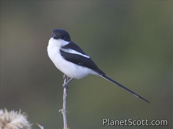 Northern Fiscal (Lanius humeralis)