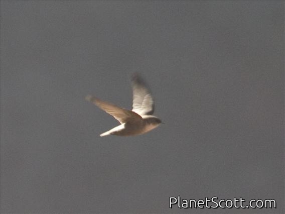 Eurasian Crag-Martin (Hirundo rupestris)