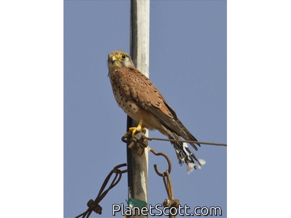 Common Kestrel (Falco tinnunculus)
