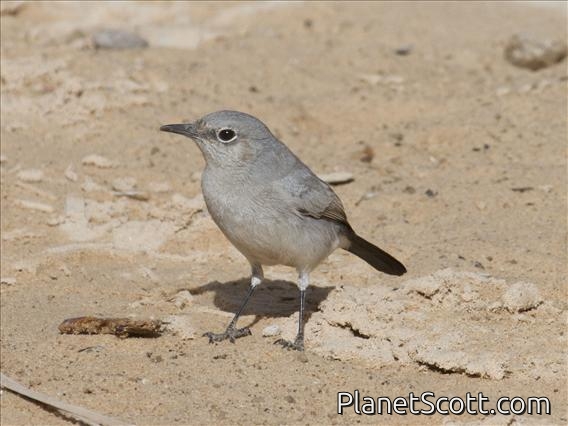 Blackstart (Cercomela melanura)