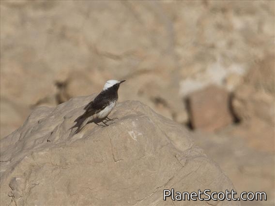 Hooded Wheatear (Oenanthe monacha)