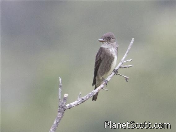 Olive-sided Flycatcher (Contopus borealis)