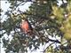 Lewiss Woodpecker (Melanerpes lewis)