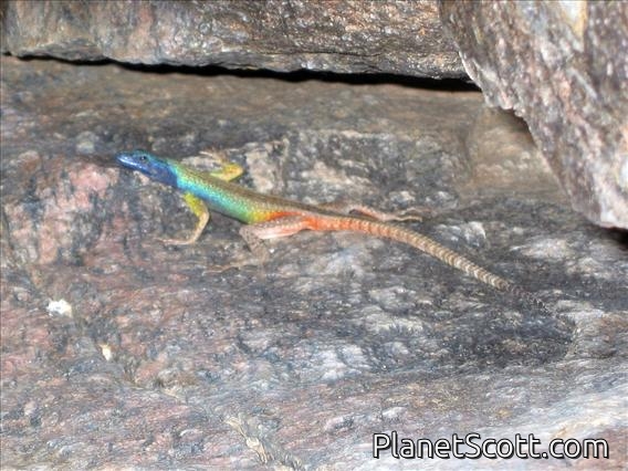 Broadley's Flat Lizard (Platysaurus broadleyi)