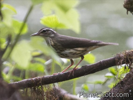 Louisiana Waterthrush (Seiurus motacilla)