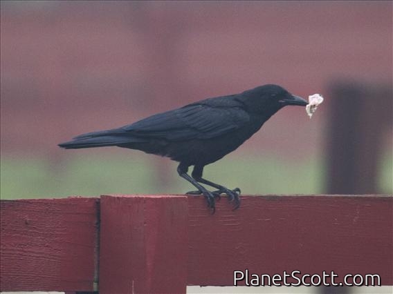Fish Crow (Corvus ossifragus)