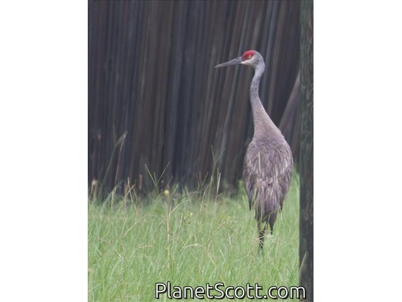 Sandhill Crane (Antigone canadensis)