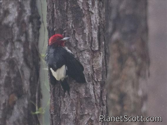 Red-headed Woodpecker (Melanerpes erythrocephalus)