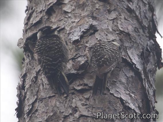Red-cockaded Woodpecker (Picoides borealis)