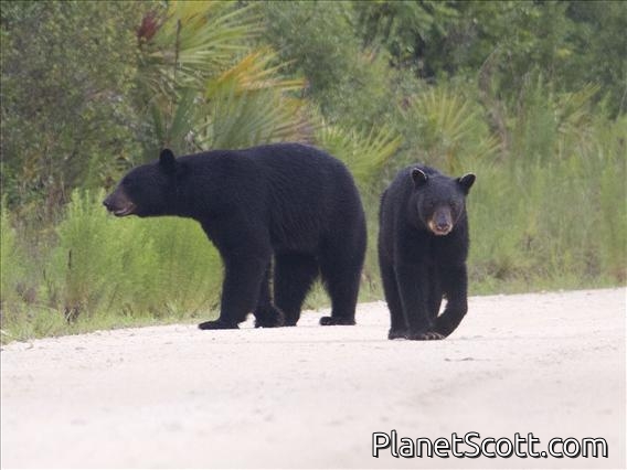 American Black Bear (Ursus americanus)
