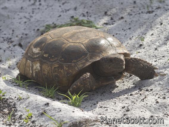 Gopher Tortoise (Gopherus polyphemus)