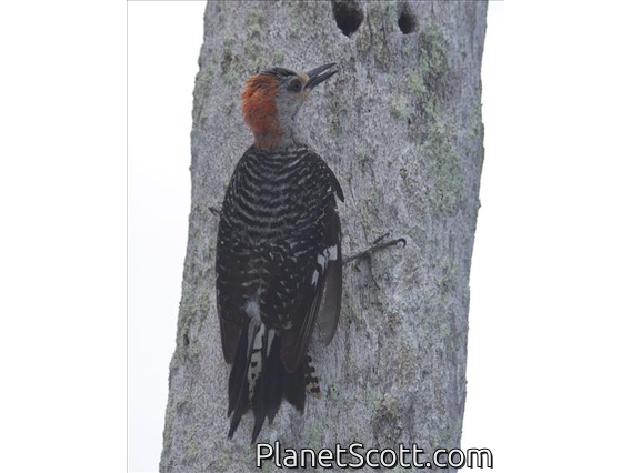 Red-bellied Woodpecker (Melanerpes carolinus)