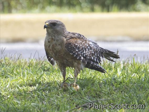 Red-shouldered Hawk (Buteo lineatus)