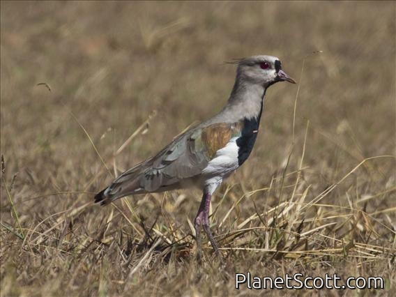 Southern Lapwing (Vanellus chilensis)