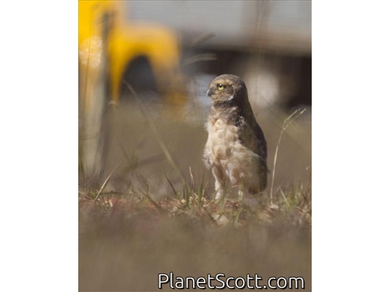 Burrowing Owl (Speotyto cunicularia)