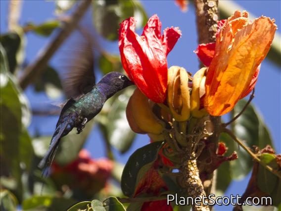 Swallow-tailed Hummingbird (Eupetomena macroura)