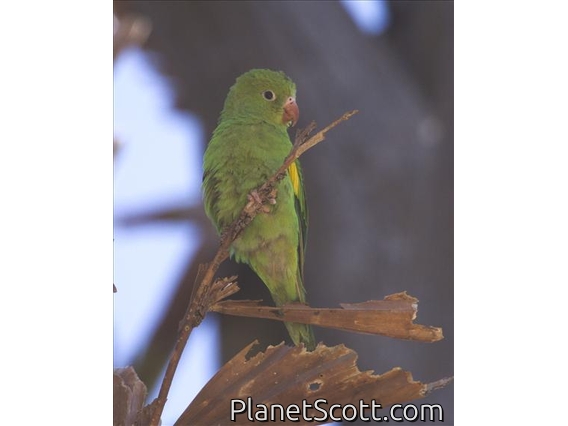 Yellow-chevroned Parakeet (Brotogeris chiriri)