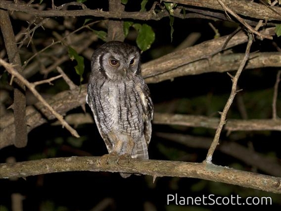 Tropical Screech-Owl (Otus choliba)