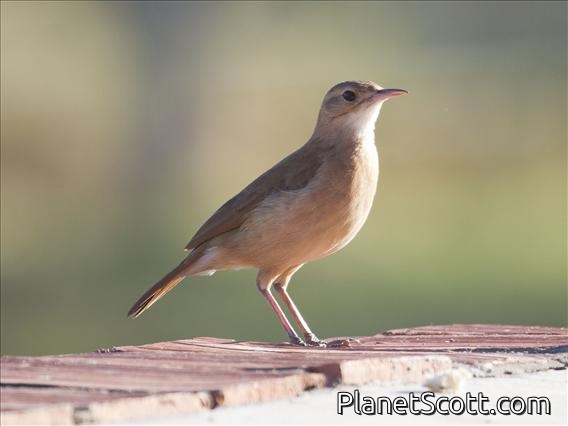Rufous Hornero (Furnarius rufus)
