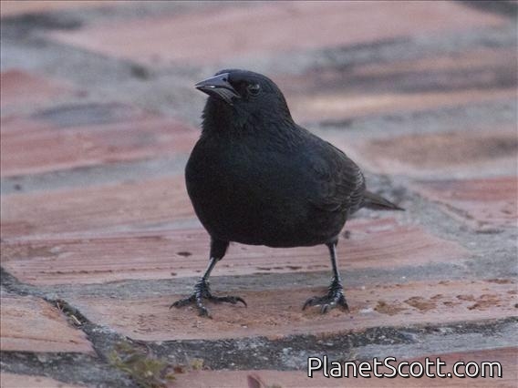 Chopi Blackbird (Gnorimopsar chopi)