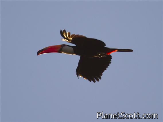 Toco Toucan (Ramphastos toco)