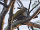 Little Woodpecker (Veniliornis passerinus)