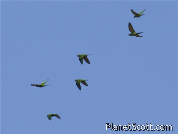 White-eyed Parakeet (Psittacara leucophthalmus)
